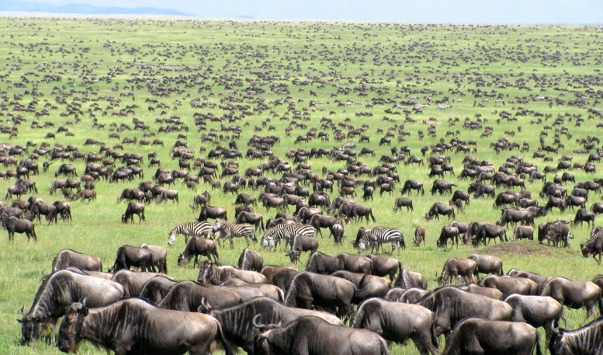 http://www.travelforsenses.com/wp-content/uploads/2015/06/Great-Migration-Tanzania-Kenya-Masai-Mara-Serengeti-East-Africa-herd-123934744-850x500.jpg