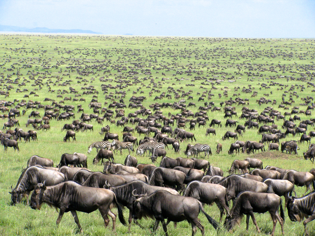 Great-Migration-Tanzania-Kenya-Masai-Mara-Serengeti-East-Africa-herd-123934744