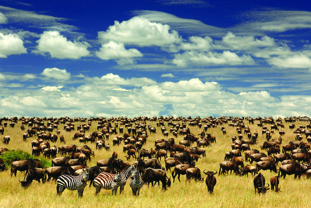 Serengeti-Migration-Tanzania